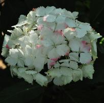 HydrangeamacrophyllaNeuf2closeupbloem