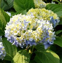 HydrangeamacrophyllaNikkoBluevn