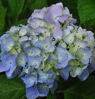 HydrangeamacrophyllaOTAKSAjongebloemvnnnn