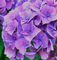 HydrangeamacrophyllaPrimaEugeneDraps