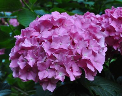 Hydrangea_macrophylla_'Gartenbaudirektor_Kühnert'_bloemen_vnn