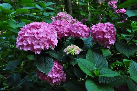 Hydrangea_macrophylla_'Gartenbaudirektor_Kühnert'_habitus_2