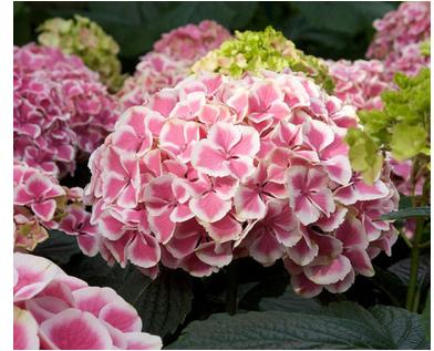 HydrangeamacrophyllaHarlequin