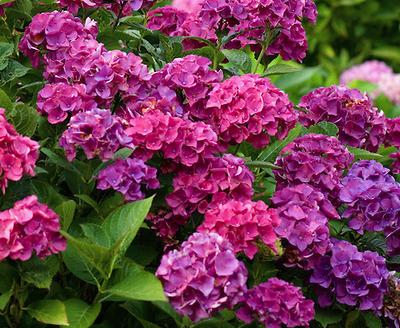 Hydrangea macrophylla 'Harry's Red'