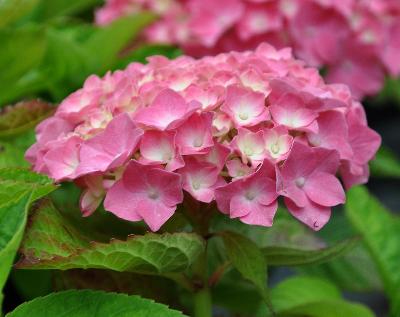 Hydrangea macrophylla 'King Georges'