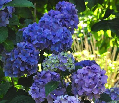 HydrangeamacrophyllaKluisSuperbablauwebloembollenrijkelijkebloeivn2