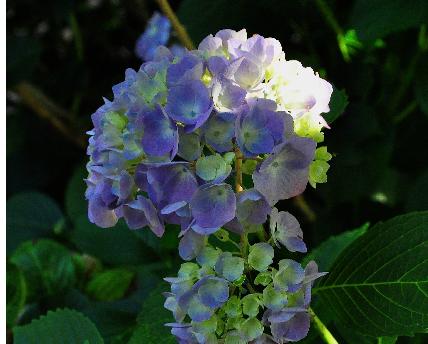 HydrangeamacrophyllaKluisSuperbajongebloemvleugjezon