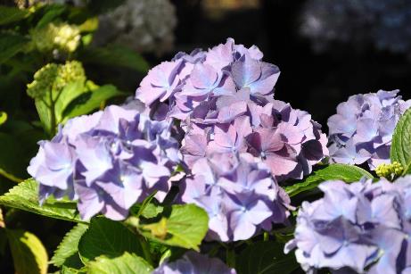 hydrangeamacrophyllalavblajuli