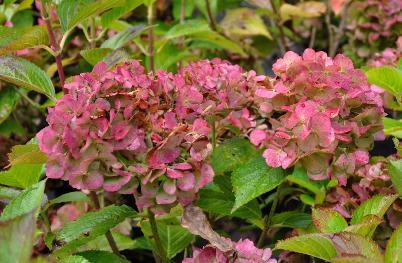 hydrangeamacrophyllaLavblauitbloei