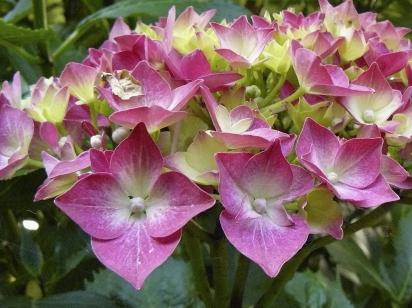 Hydrangea macrophylla 'Leuchtfeuer' closeup 3