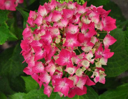 HydrangeamacrophyllaLeuchtfeuerjongebloemCloseupvnntuinvanDirkStaels