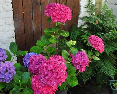 HydrangeamacrophyllaLeuchtfeueralskuipplant