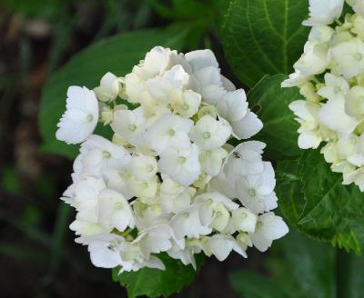 Hydrangea macrophylla 'Mme E. Moullière' Young flowers