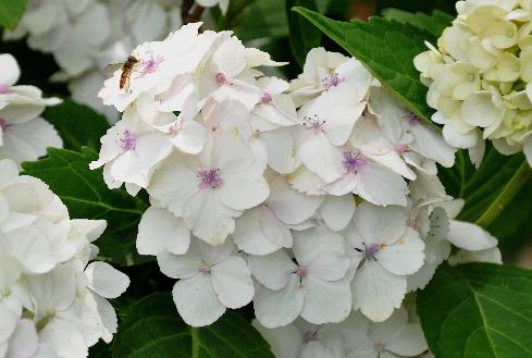 Hydrangea macrophylla 'Mme E. Mouillère' 15 juli - zweefvlieg VN