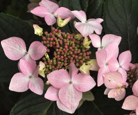 HydrangeamacrophyllaJeanVarnierlacecapVNcloseupbloem