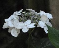 HydrangeamacrophyllaLanarthWhitecloseup2