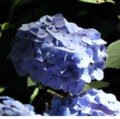 HydrangeamacrophyllaBodenseesynBoncuseBrugger1950VN