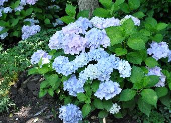 HydrangeamacrophyllaAlaskajulinice