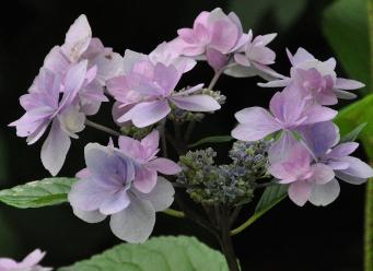 HydrangeamacrophyllaHanabiBlueVNNN