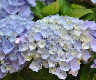 HydrangeamacrophyllaXianjuli