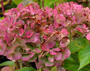 hydrangeamacrophyllaLavblauitbloei