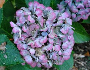 HydrangeamacrophyllaHolehirdpurplemidoktoberuitbloeiVN