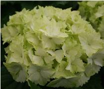 HydrangeamacrophyllaMagicalJadejpg9