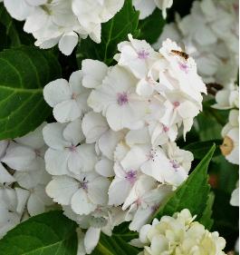 Hydrangea macrophylla 'Mme E. Mouillère' 15 juli - zweefvlieg VN