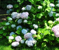 HydrangeamacrophyllaOtaksaAjisai2015