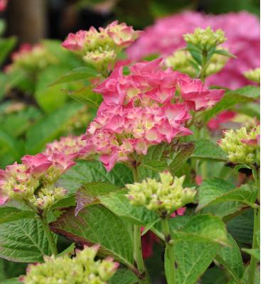 HYDRANGEAMACROPHYLLAGLOWINGEMBERS