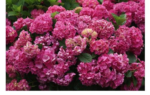 HydrangeamacrophyllaGlowingEmbers