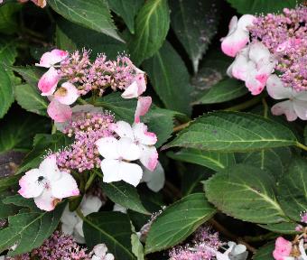 HydrangeamacrophyllaDelight12juli2011vn