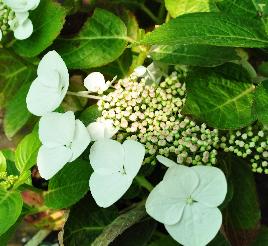 HydrangeamacrophyllaBenxijuli