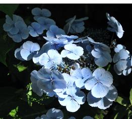 Hydrangea macrophylla 'Blauling' Teller - Wädenswil 1984