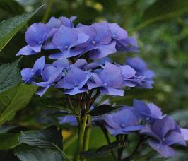 HydrangeamacrophyllaBlaumeise2011VN