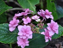 HydrangeamacrophyllaBlueBonnet