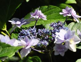 Hydrangea macrophylla 'Cassiopée' - syn. Tambour Major 4- Corine Mallet 1993.jpg