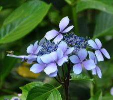 HydrangeamacrophyllaClaudieCorinneMallet1993pic2nice