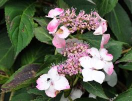 HydrangeamacrophyllaDelight12juli2011vn