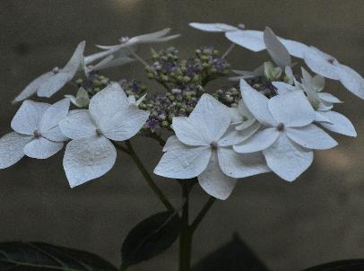 HydrangeamacrophyllaLanarthWhiteCloseupVNN