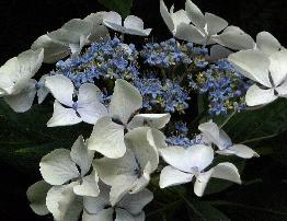 Hydrangea macrophylla 'Cassiopée' - syn. Tambour Major 4- Corine Mallet 1993.jpg