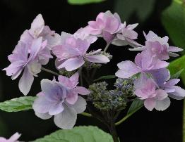 Hydrangea macrophylla 'Cassiopée' - syn. Tambour Major 4- Corine Mallet 1993.jpg