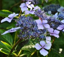 HydrangeamacrophyllaIzuShamrockvn