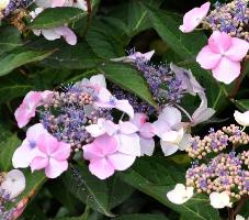 HydrangeamacrophyllaJunoVN3