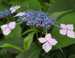 Hydrangea macrophylla 'Cassiopée' - syn. Tambour Major 4- Corine Mallet 1993.jpg