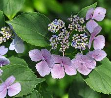 HydrangeamacrophyllaMariessiPerfectaveryniceaugustus