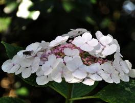 HYDRANGEAMACROPHYLLALIBELLEVNEINDAUG