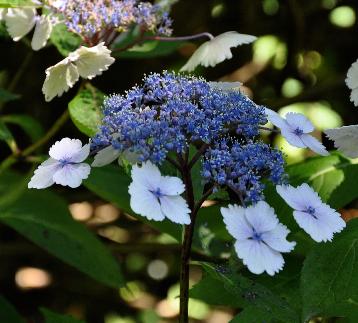 HydrangeamacrophyllaNadeshikoGakunice