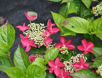 HydrangeamacrophyllaRotschwanz