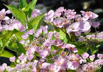 HydrangeamacrophyllaTaubetellerpink